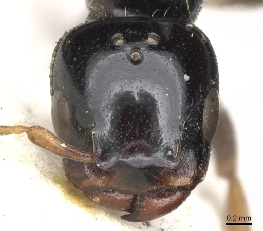 Liomyrmex gestroi - CASENT0901738