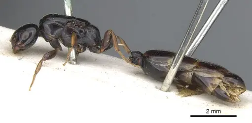 Liomyrmex gestroi - CASENT0901738