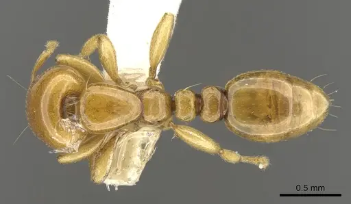 Liomyrmex gestroi - CASENT0901739