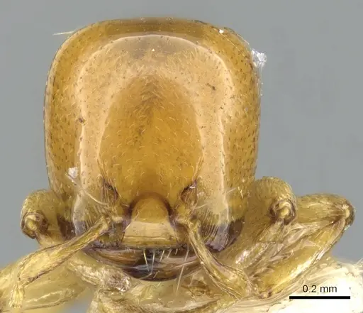 Liomyrmex gestroi - CASENT0901739