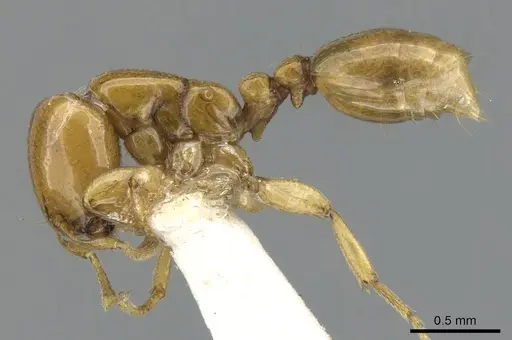 Liomyrmex gestroi - CASENT0901739