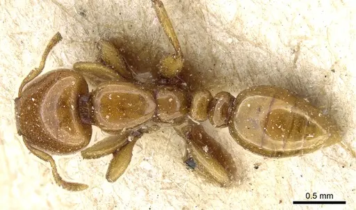 Liomyrmex gestroi - CASENT0904615