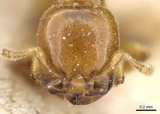 Liomyrmex gestroi - CASENT0904615