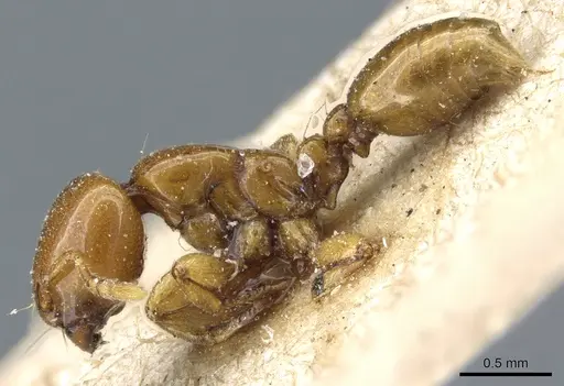 Liomyrmex gestroi - CASENT0904615