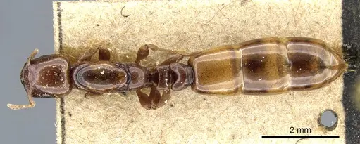 Liomyrmex gestroi - CASENT0905754