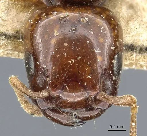 Liomyrmex gestroi - CASENT0905754