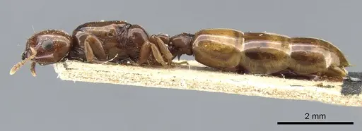 Liomyrmex gestroi - CASENT0905754