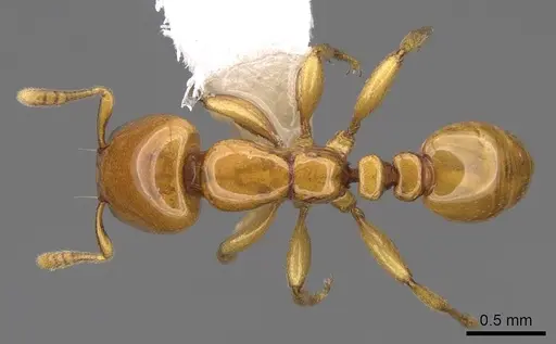 Liomyrmex gestroi - CASENT0922902