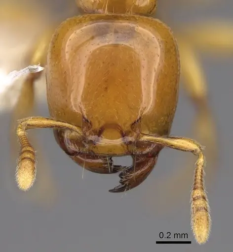 Liomyrmex gestroi - CASENT0922902