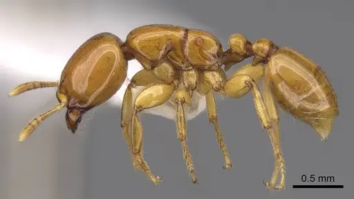 Liomyrmex gestroi - CASENT0922902