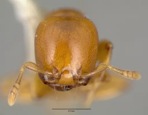 Liomyrmex gestroi - CASTYPE06922