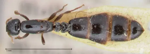 Liomyrmex gestroi - FOCOL1751