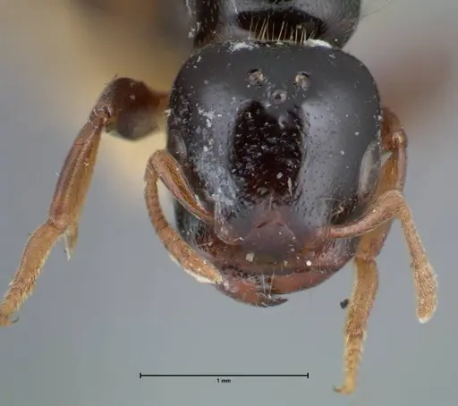Liomyrmex gestroi - FOCOL1751