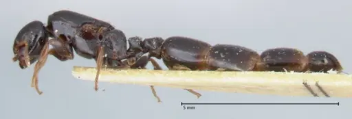 Liomyrmex gestroi - FOCOL1751