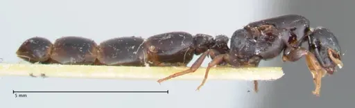 Liomyrmex gestroi - FOCOL1751