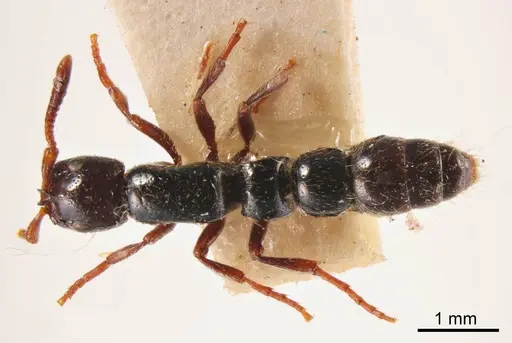 Lioponera aberrans specimen