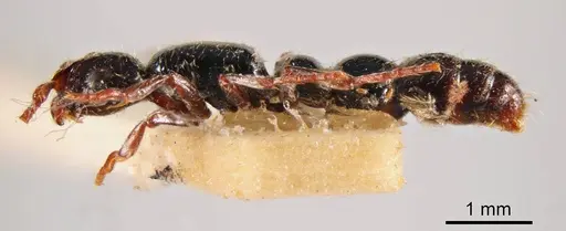 Lioponera aberrans specimen