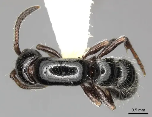 Lioponera aberrans - CASENT0249288