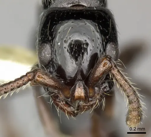 Lioponera aberrans - CASENT0249288