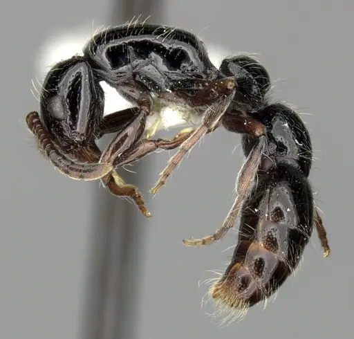 Lioponera aberrans - CASENT0249288