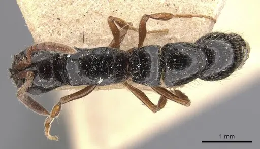 Lioponera adama specimen