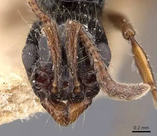 Lioponera adama specimen