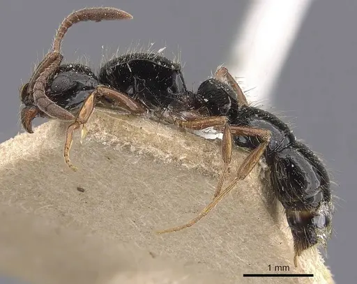 Lioponera adama specimen
