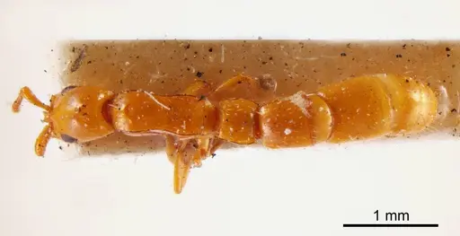 Lioponera angustata specimen