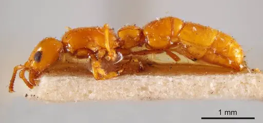 Lioponera angustata specimen