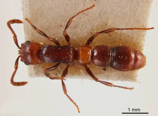 Lioponera bicolor specimen