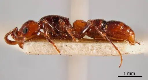 Lioponera bicolor specimen