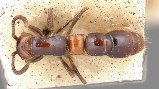 Lioponera bicolor - FOCOL0340-1