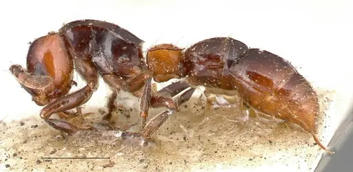 Lioponera bicolor - FOCOL0340-1