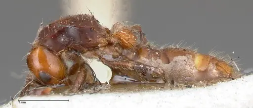 Lioponera bicolor - FOCOL0340-2