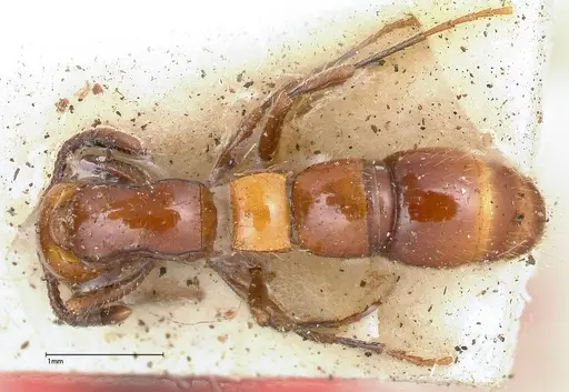 Lioponera bicolor - FOCOL0340-3