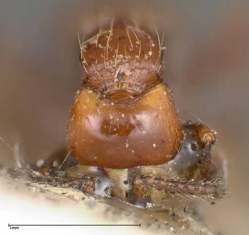 Lioponera bicolor - FOCOL0340-3