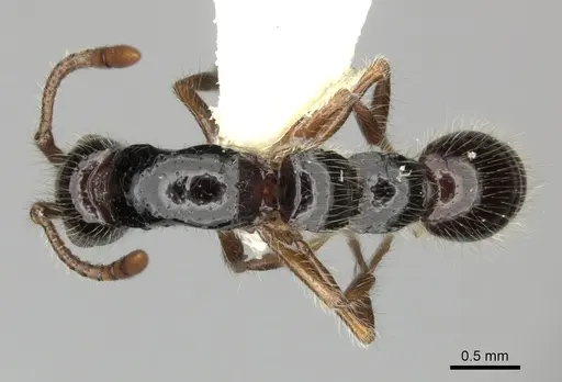 Lioponera binodis specimen