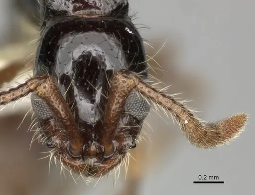 Lioponera binodis specimen