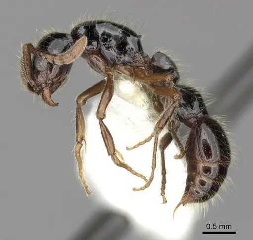 Lioponera binodis specimen