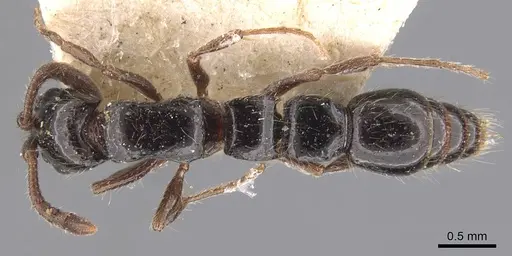 Lioponera binodis - CASENT0907061