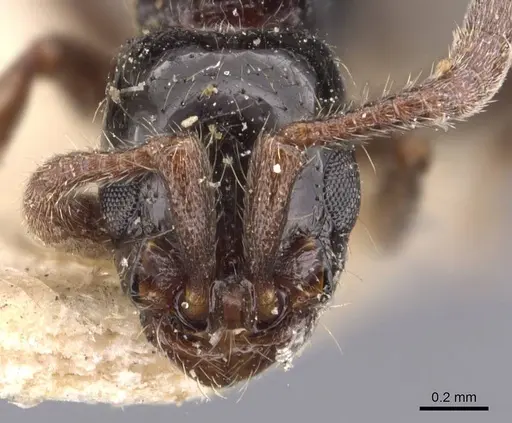 Lioponera binodis - CASENT0907061