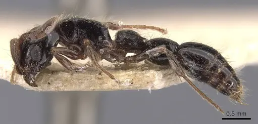 Lioponera binodis - CASENT0907061