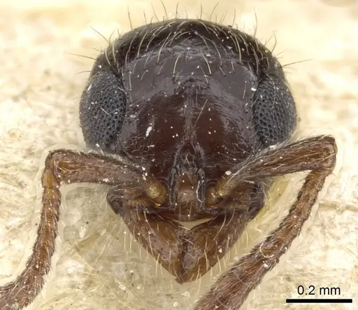 Lioponera braunsi specimen