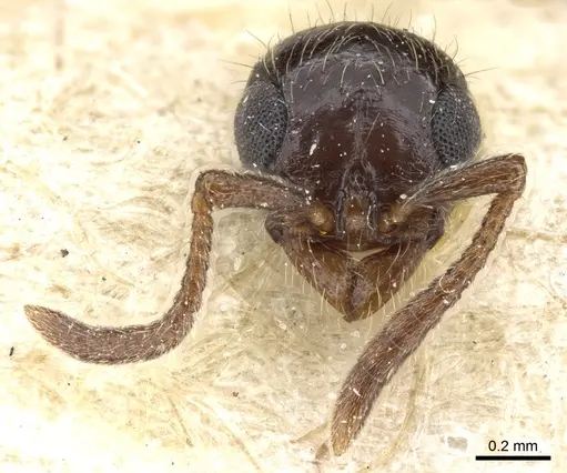 Lioponera braunsi specimen