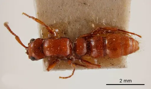 Lioponera brevicollis specimen