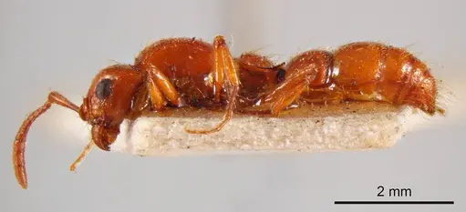 Lioponera brevicollis specimen