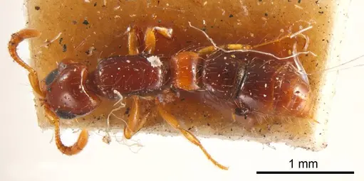 Lioponera brevis specimen