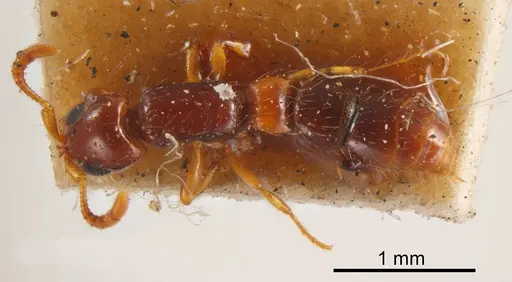 Lioponera brevis - ANTWEB1008260
