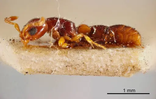 Lioponera brevis - ANTWEB1008260