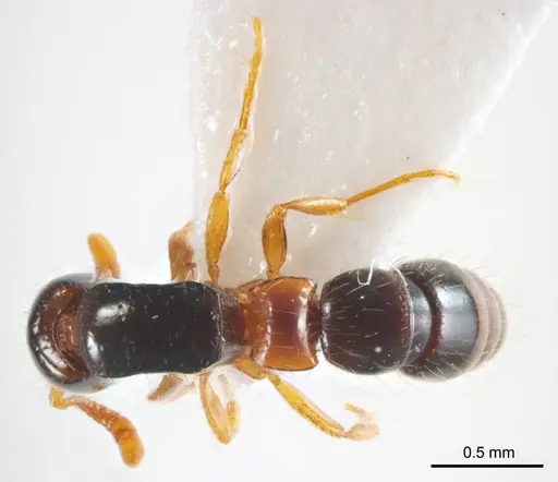 Lioponera brevis - ANTWEB1008625